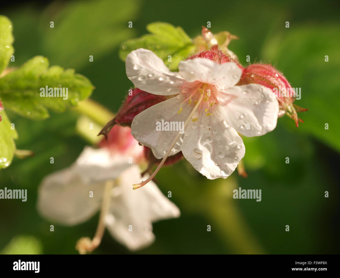 Geranium Macrorrhizum Spessart Stockfoto