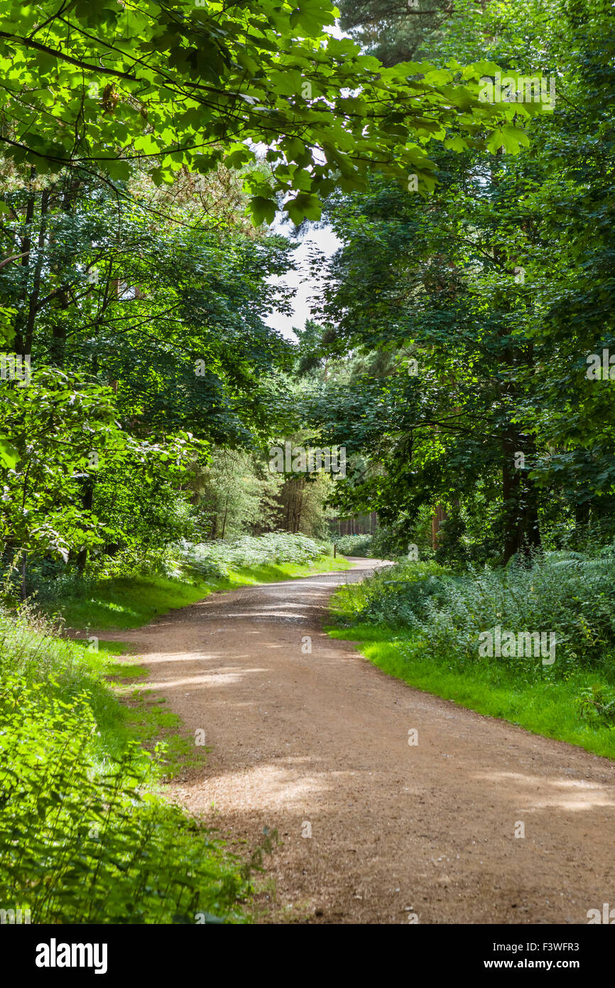 Trail durch Wald Thetford, Norfolk, England, UK Stockfoto