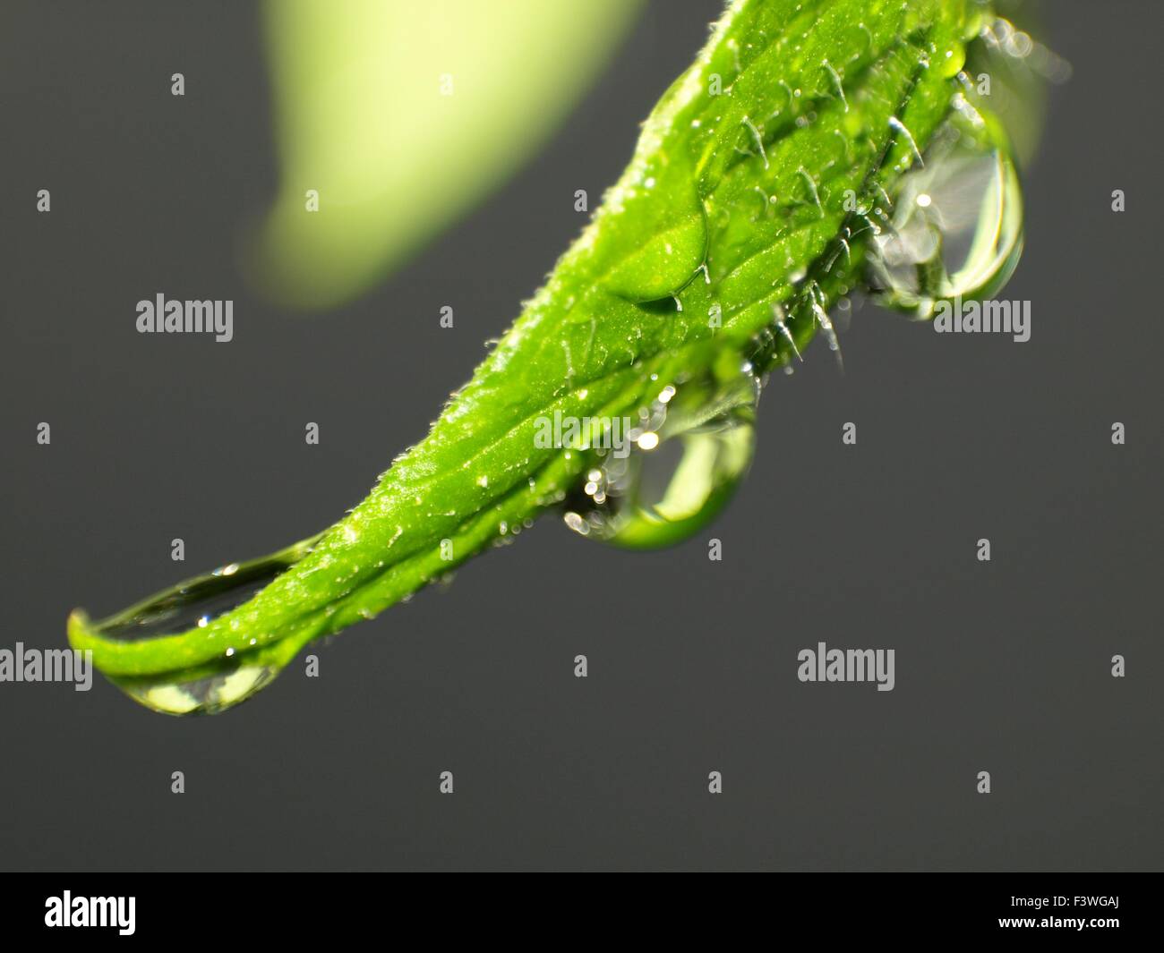 drei Tropfen Stockfoto