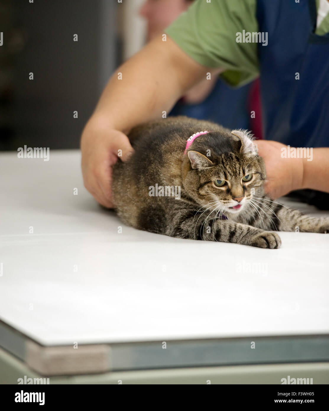 eine Katze für ein Xray festhalten Stockfoto