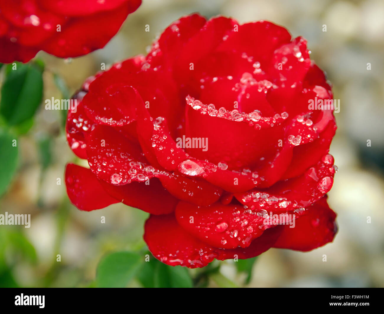 perfekte rote rose mit Regentropfen Stockfoto