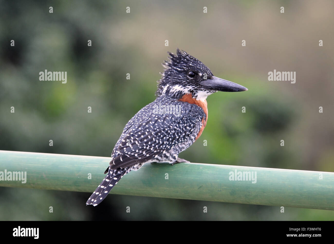 Riesige Eisvogel; Megaceryle Maxima Stockfoto