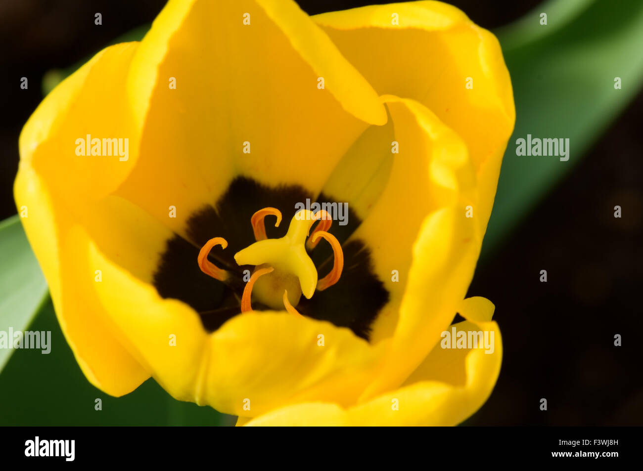 Ins Detail hautnah gelbe Tulpe Blume Stockfoto