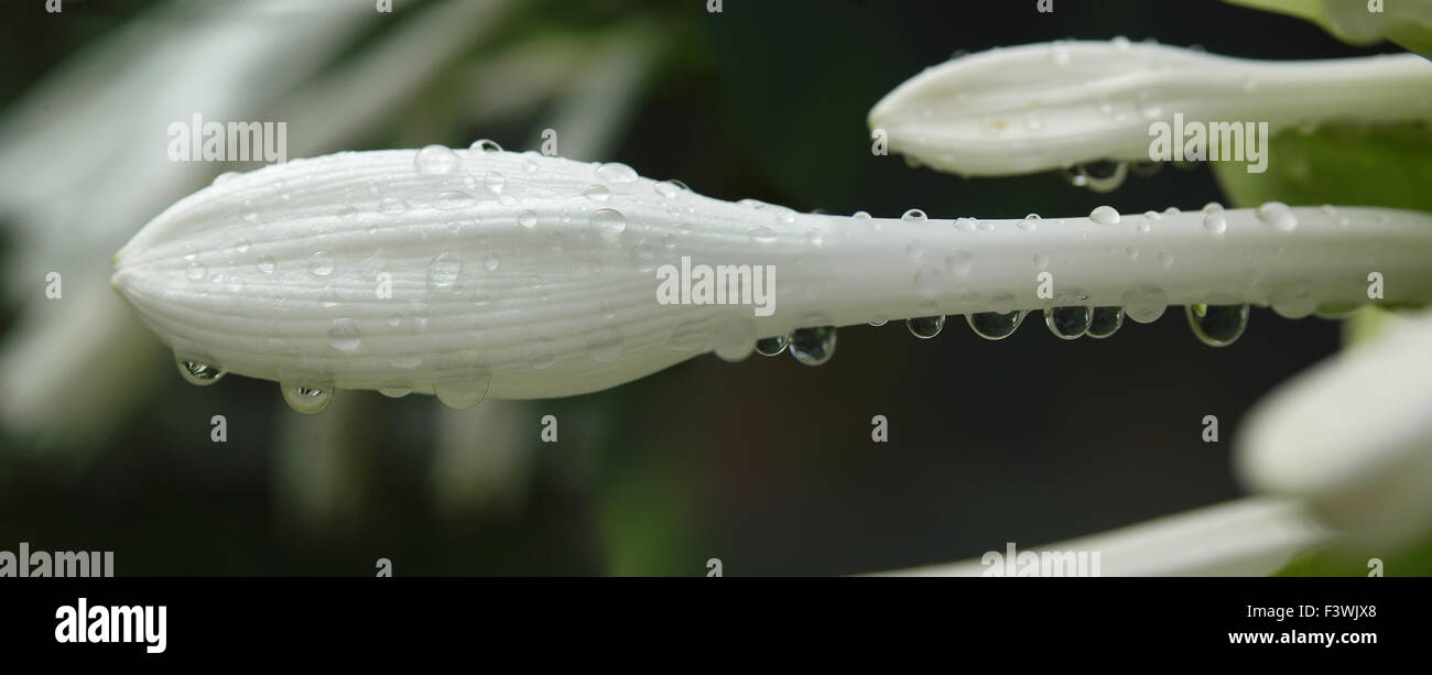 Lilie Blume bestreut mit Wasser Stockfoto