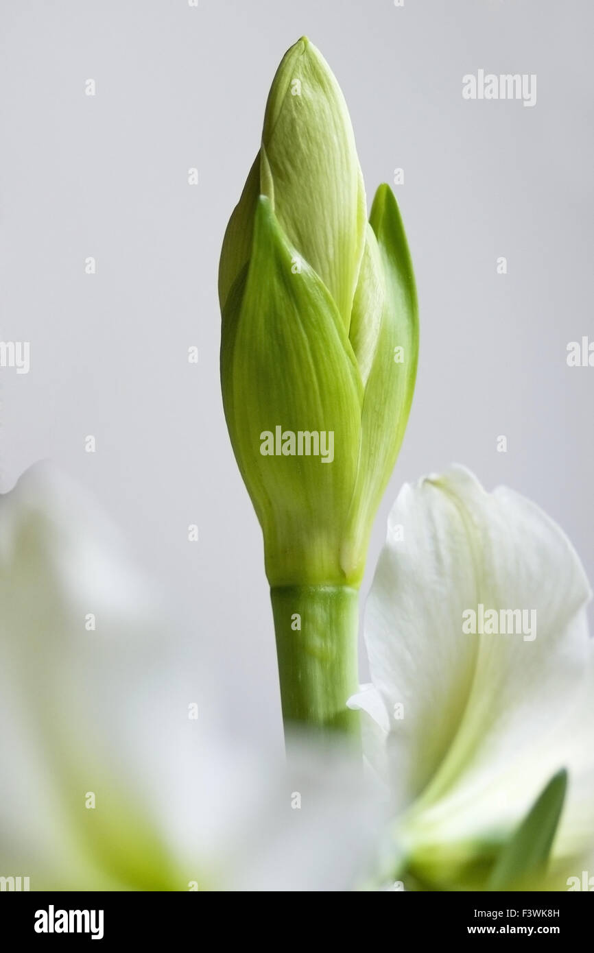 Amaryllis Stockfoto