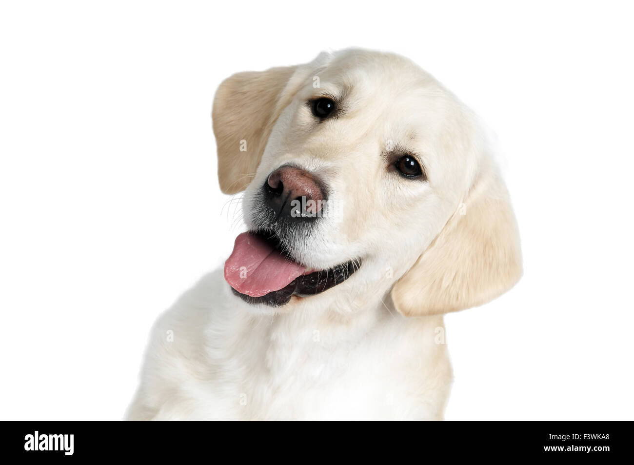 Purebread Golden Retriever Hund Stockfoto