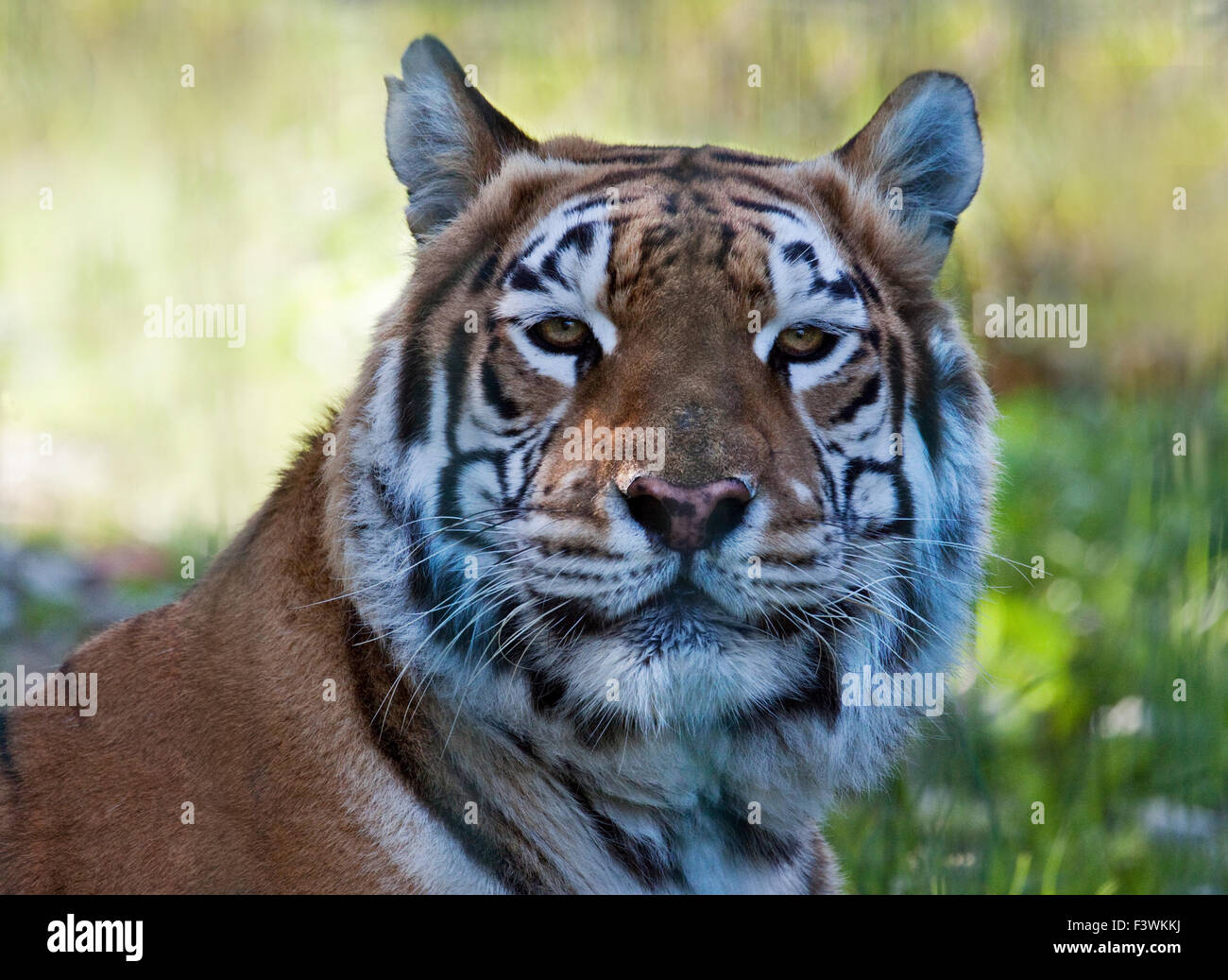 Aysha, Bengal-Tiger (Panther Tigris Tigris), Isle Of Wight Zoo, Sandown, Isle Of Wight, Hampshire, England Stockfoto