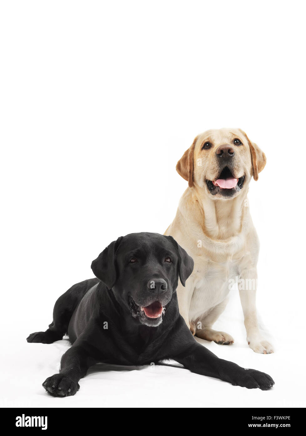 zwei Labrador Retriever Hunde Stockfoto