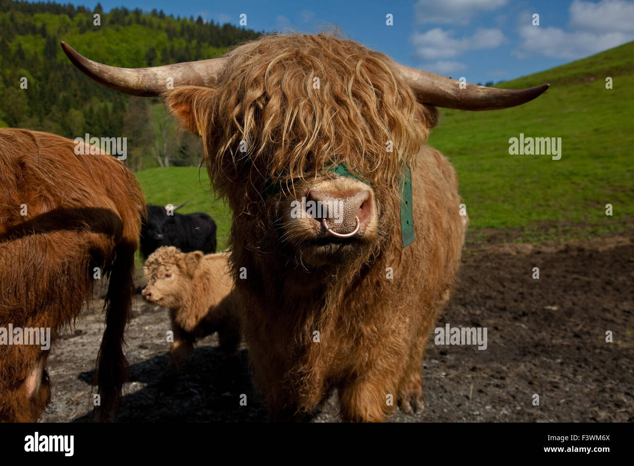 Hochlandrinder Stockfoto