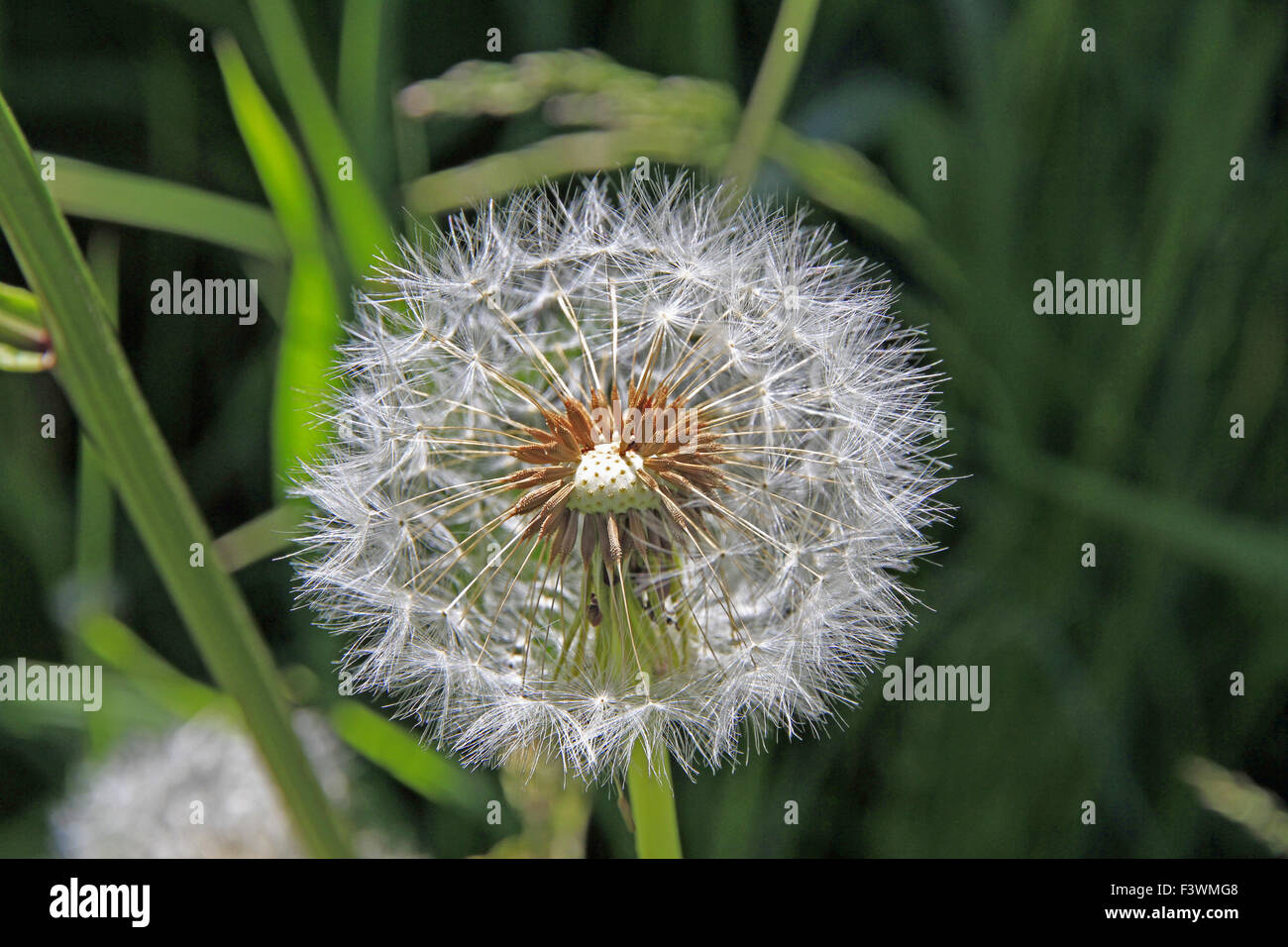 Löwenzahn Stockfoto