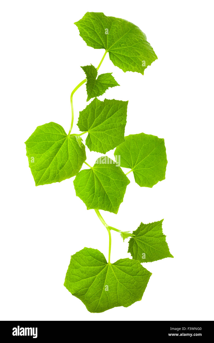 Junge grüne Blätter Stockfoto