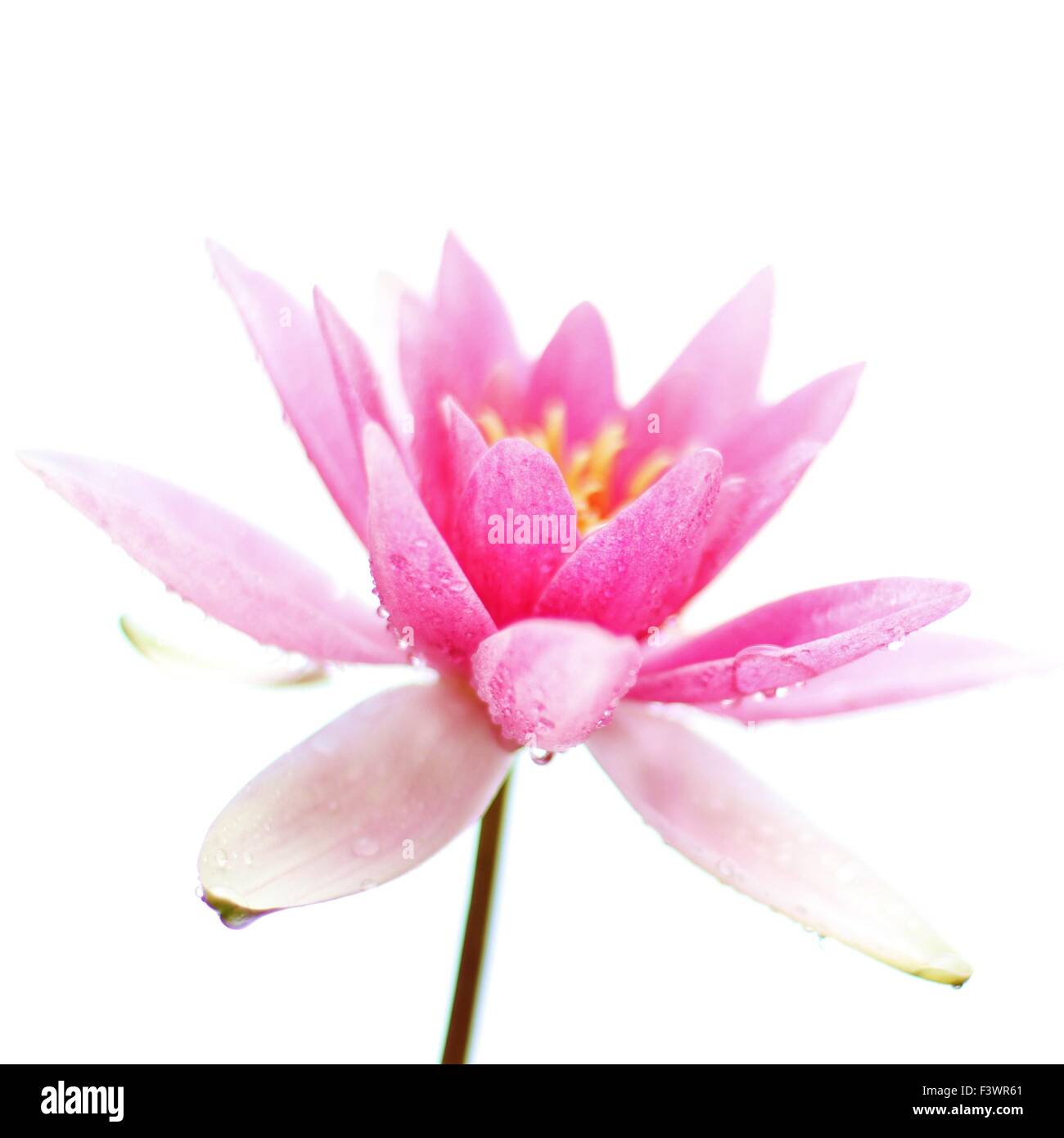 Lotus Blossom isolatet Stockfoto