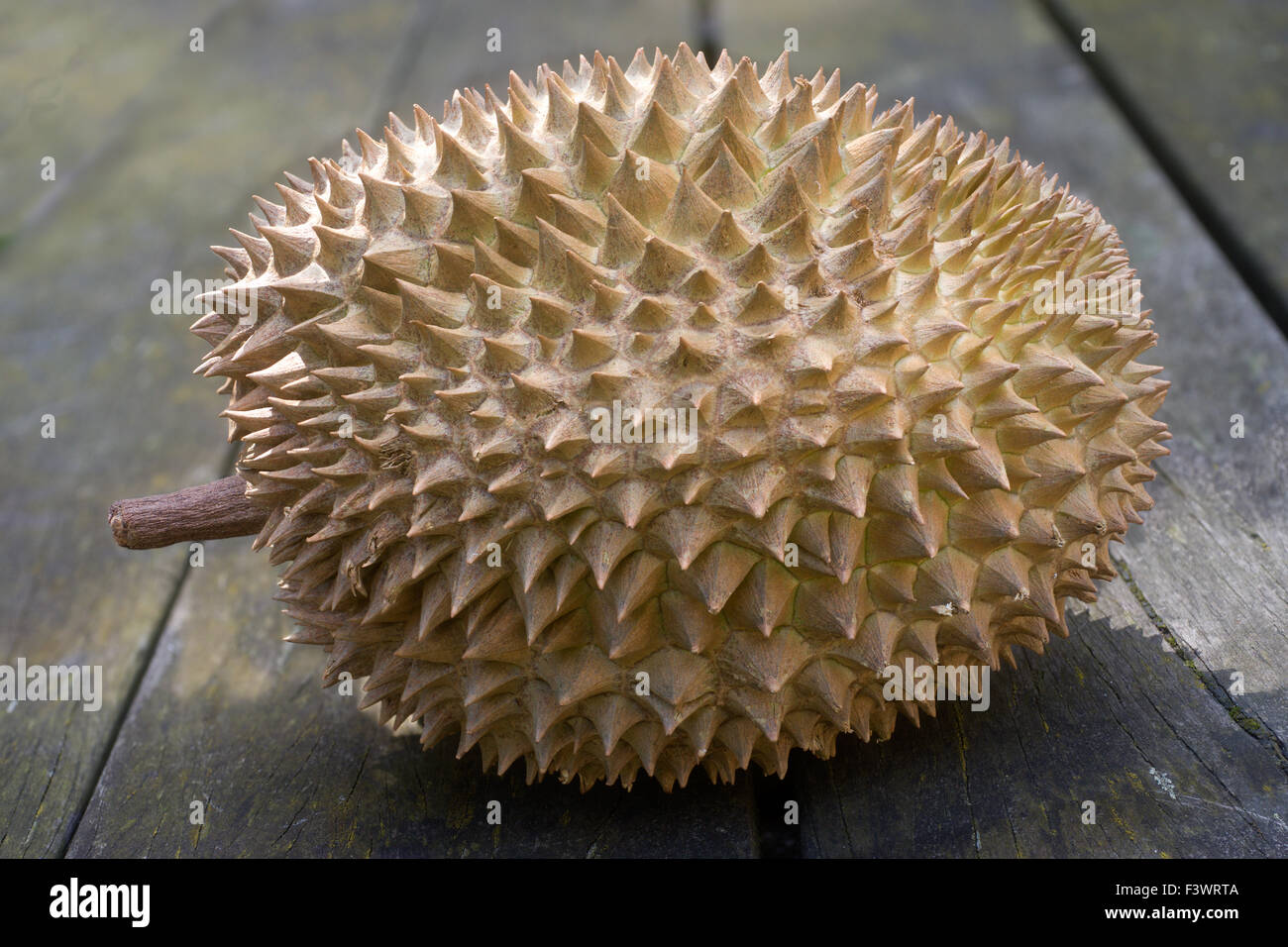 Eine Durian-Frucht auf einem Holztisch Stockfoto