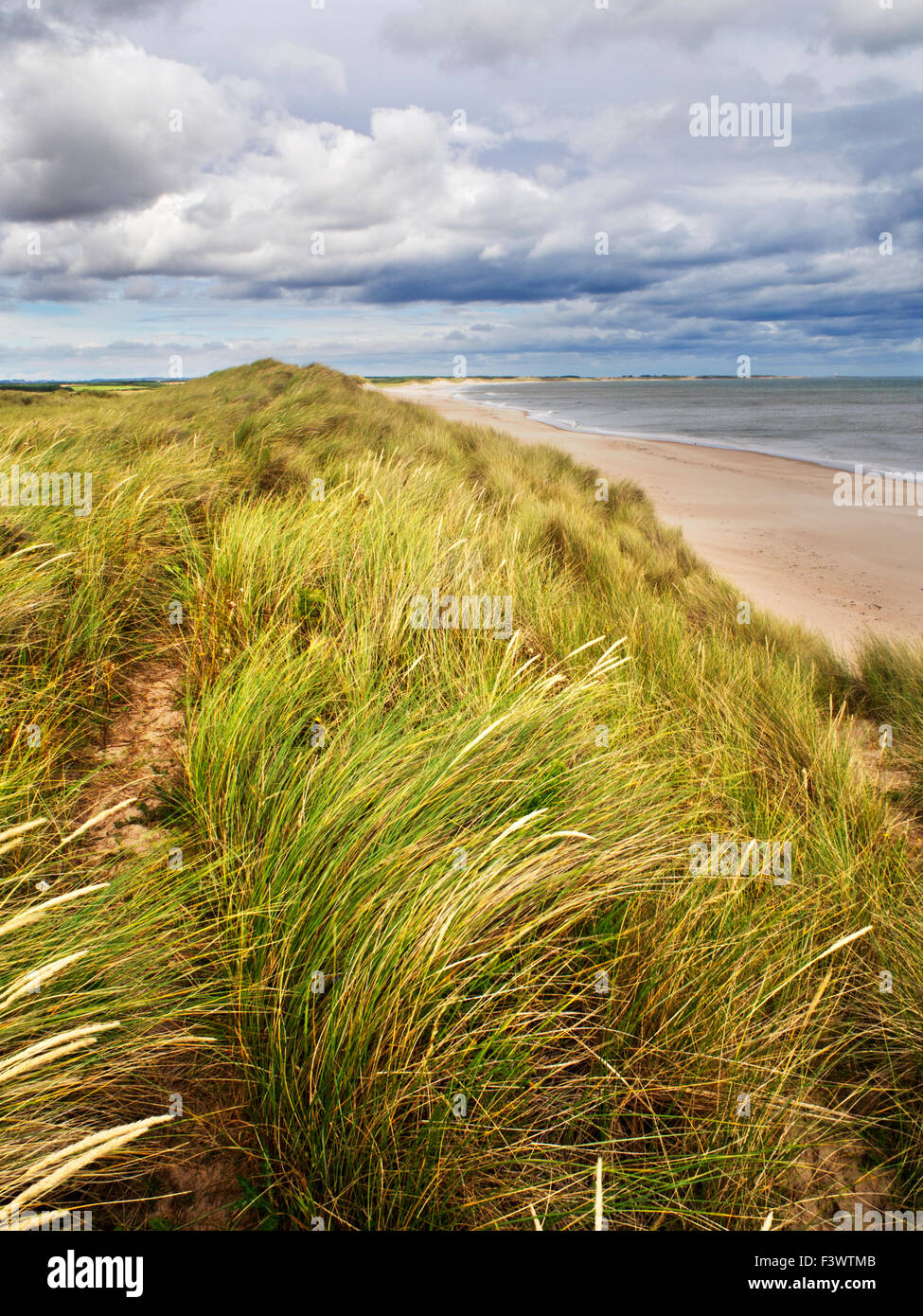 Düne Gräser an der Druridge Bucht in der Nähe von schlendern am Meer an der Northumberland Küste Englands Stockfoto