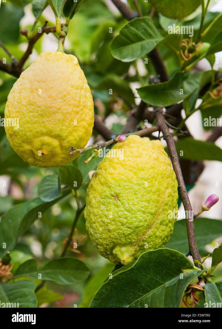 frische gelbe Zitronen am Baum Stockfoto