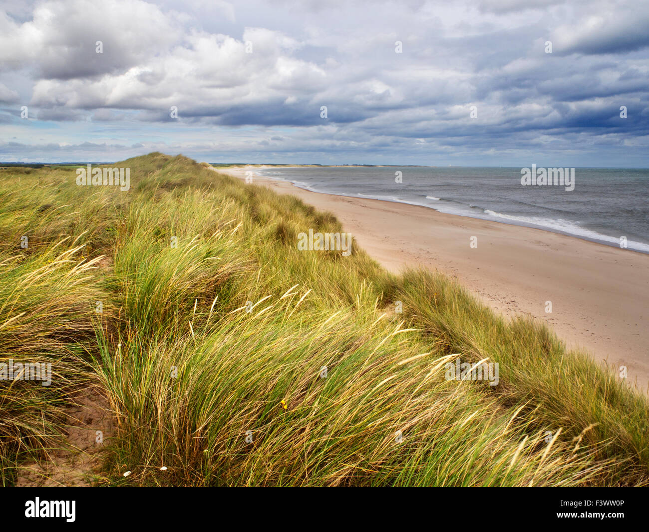 Düne Gräser an der Druridge Bucht in der Nähe von schlendern am Meer an der Northumberland Küste Englands Stockfoto