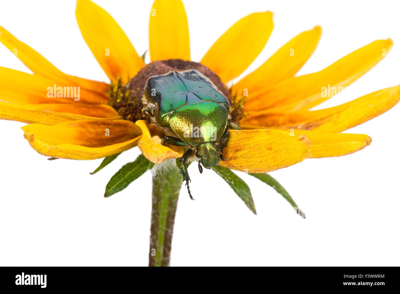 Käfer auf gelbe Blume Stockfoto