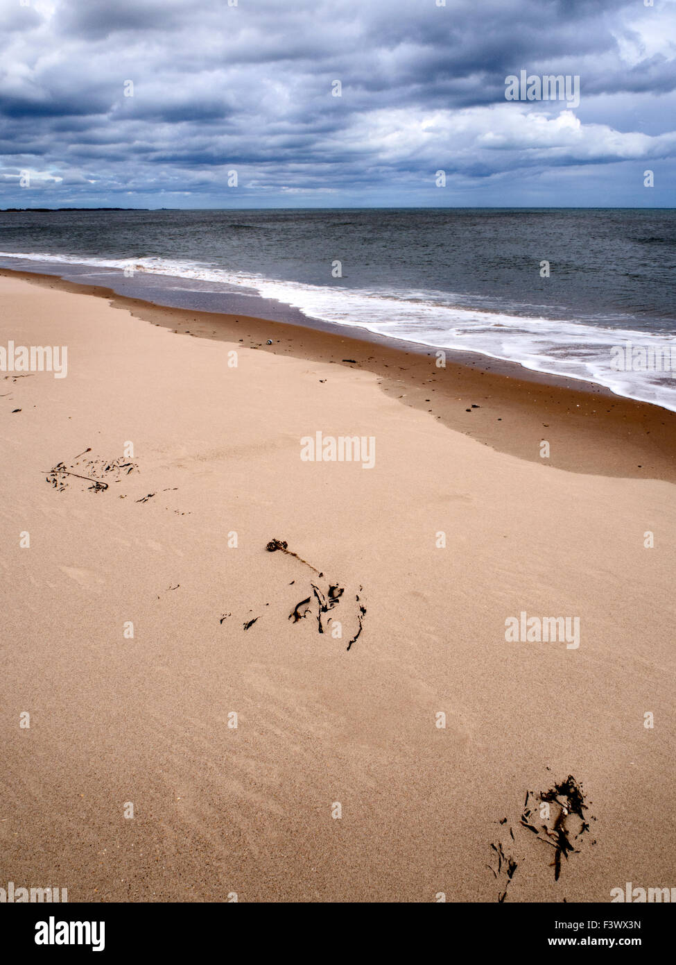 Algen in den Sand zu Druridge Bay in der Nähe von schlendern am Meer an der Northumberland Küste Englands Stockfoto
