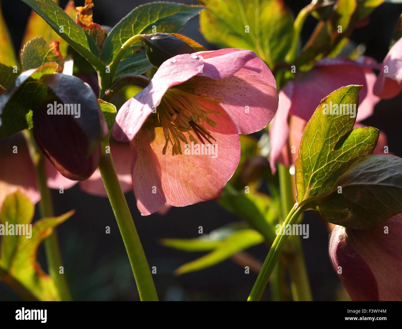 Lenz rose Fotos und Bildmaterial in hoher Auflösung Alamy