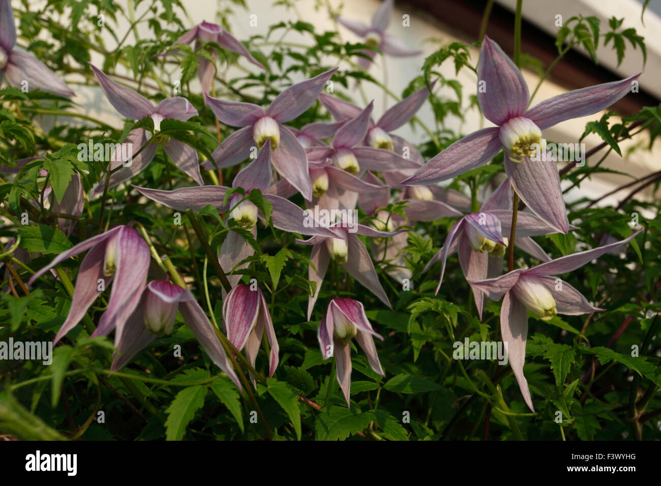 Clematis Montana 'Elizabeth' Nahaufnahme von Blumen Stockfoto