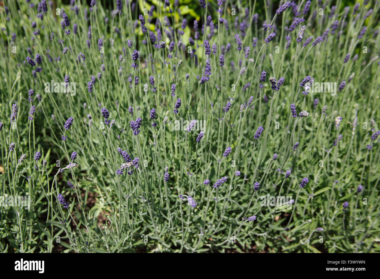 Lavandula Angustifolia 'Hidcote' Pflanzen in Blüte Stockfoto