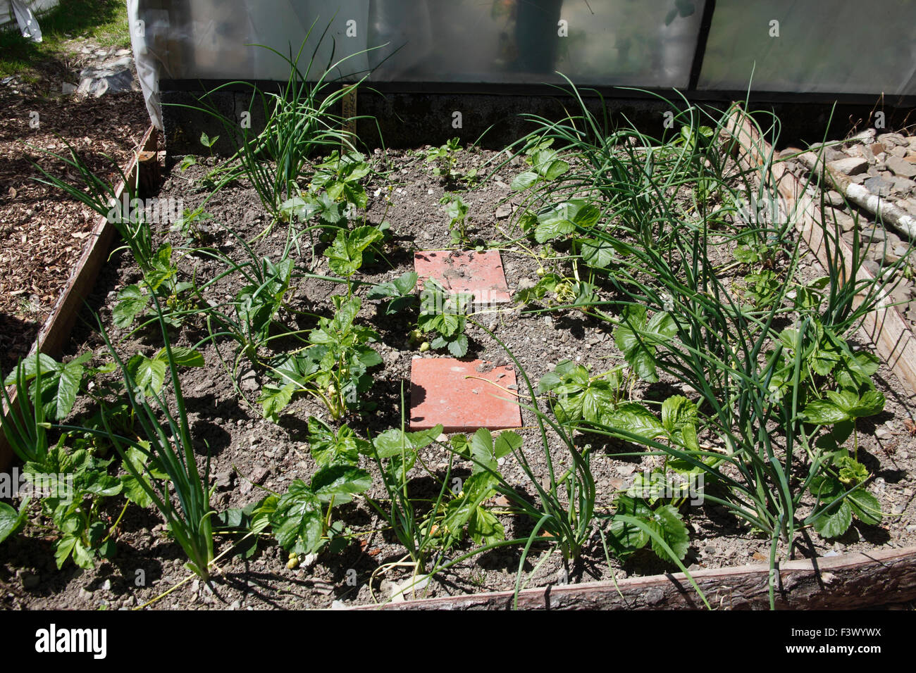 Fragaria Ananassa "Albion remontierenden" Erdbeeren 1. Jahr Pflanzen interplanted mit Schalotten Stockfoto