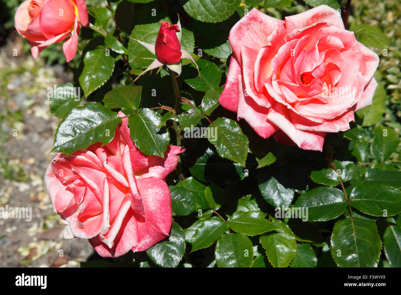 Rosa 'Silver Jubilee' Rose Nahaufnahme von Blumen Stockfoto