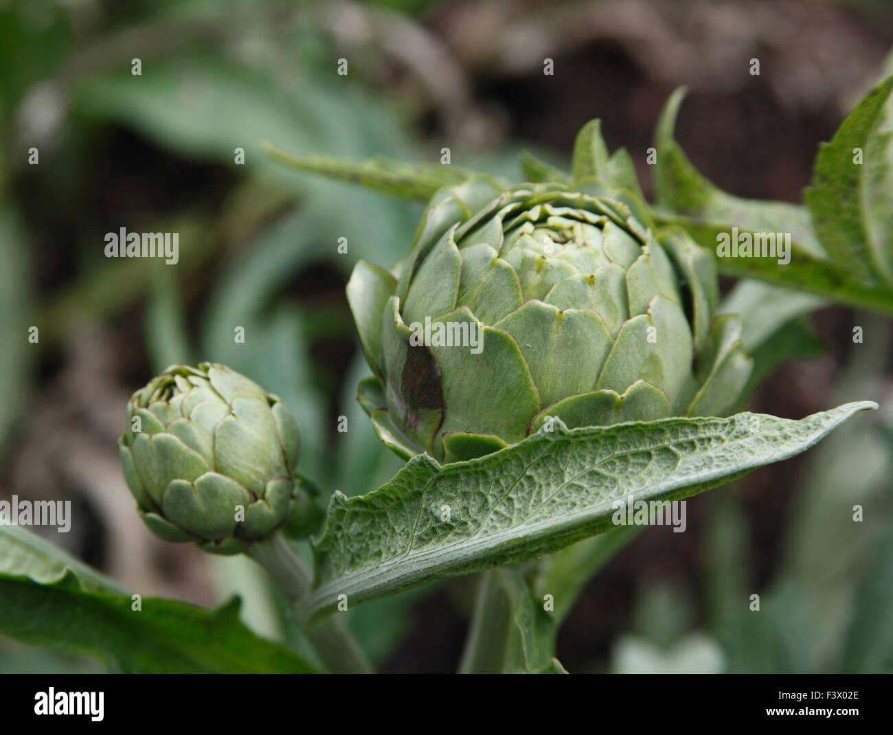 Cynara Scolymus "Green Globe" Artischocke Pflanze mit Köpfen Stockfoto