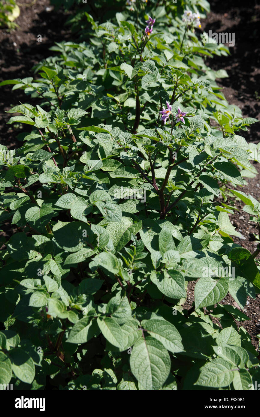 Solanum Tuberosum 'Sarpo Axona' Kartoffelpflanzen in Blüte Stockfoto