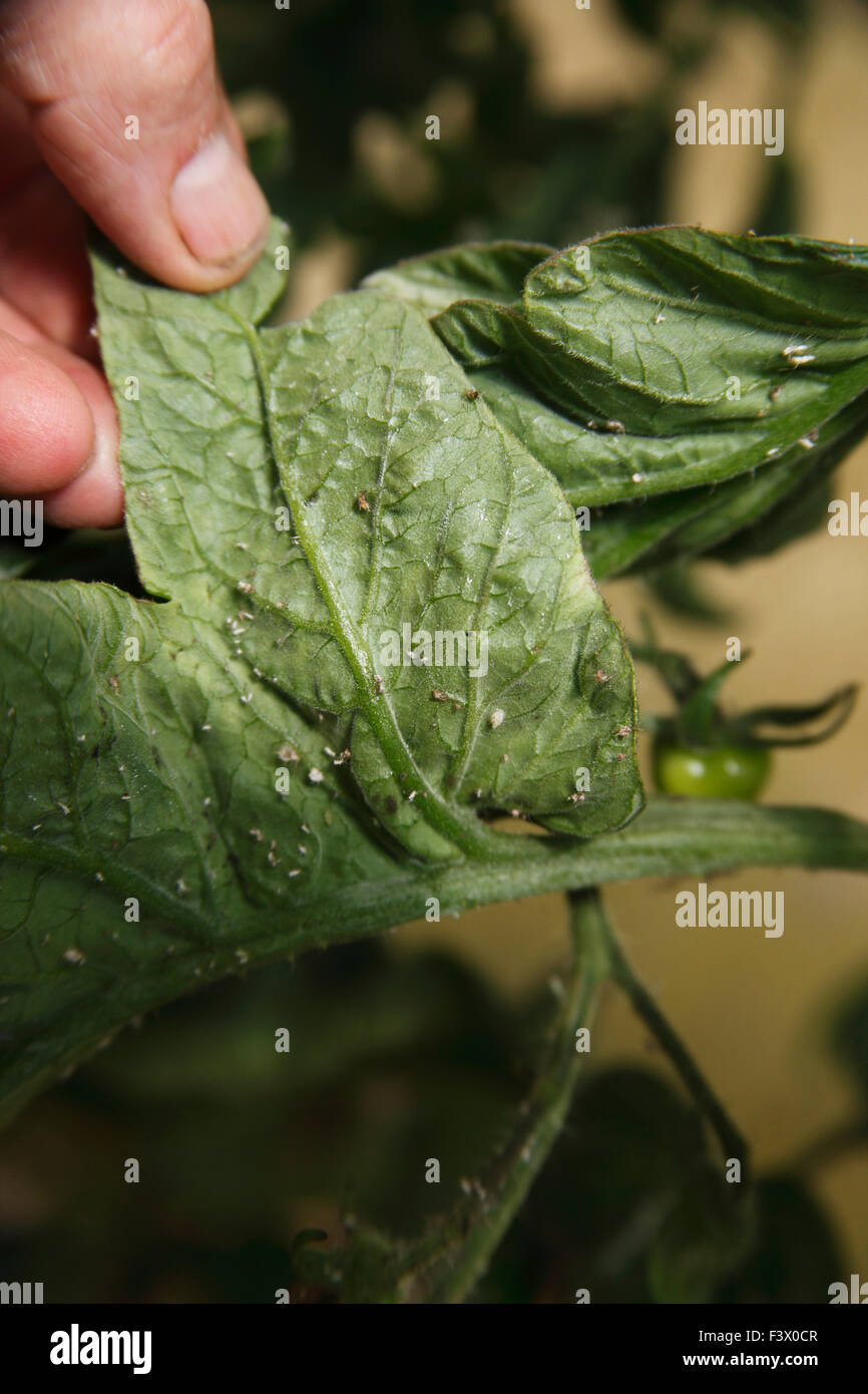 Trialeurodes Infrarotstrahlungsbett weiße fliegen auf der Unterseite der Blätter von Tomaten Stockfoto