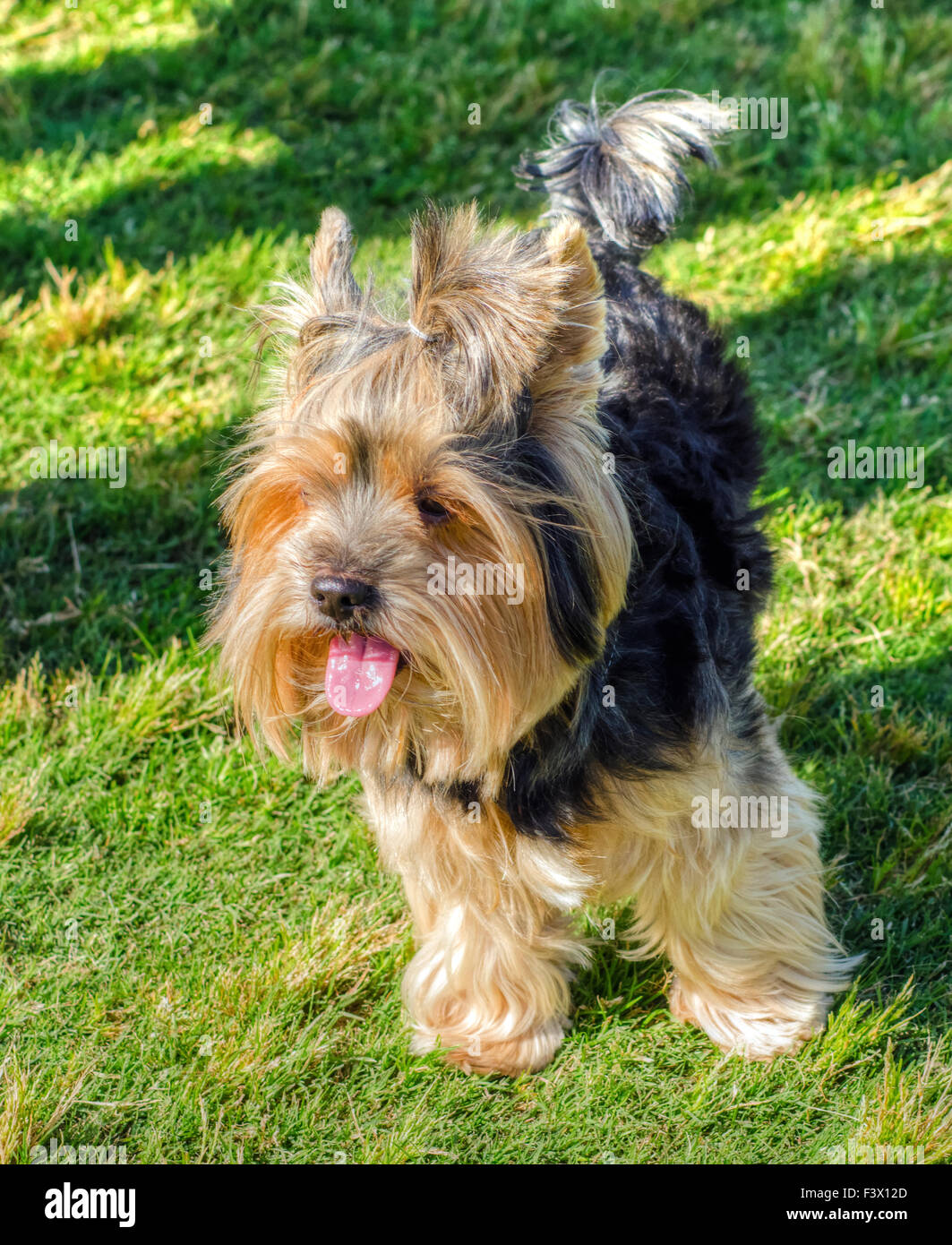 Eine kleine Black And Tan Norwich Terrier Hund stehend auf dem Rasen und spielerisch seine Zunge heraus. Bekannt als cour Stockfoto