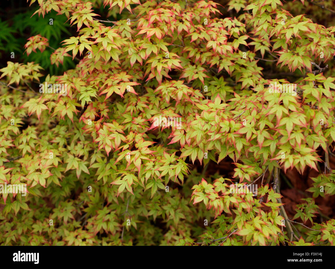 Acer Palmatum "Kleine Prinzessin" Nahaufnahme von Baum Stockfoto