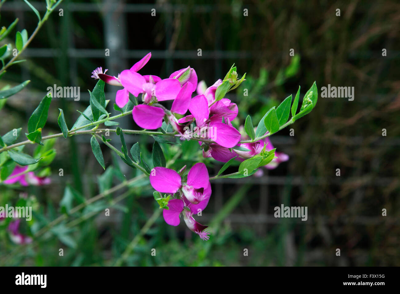 Polygala Spp Nahaufnahme von Blumen Stockfoto
