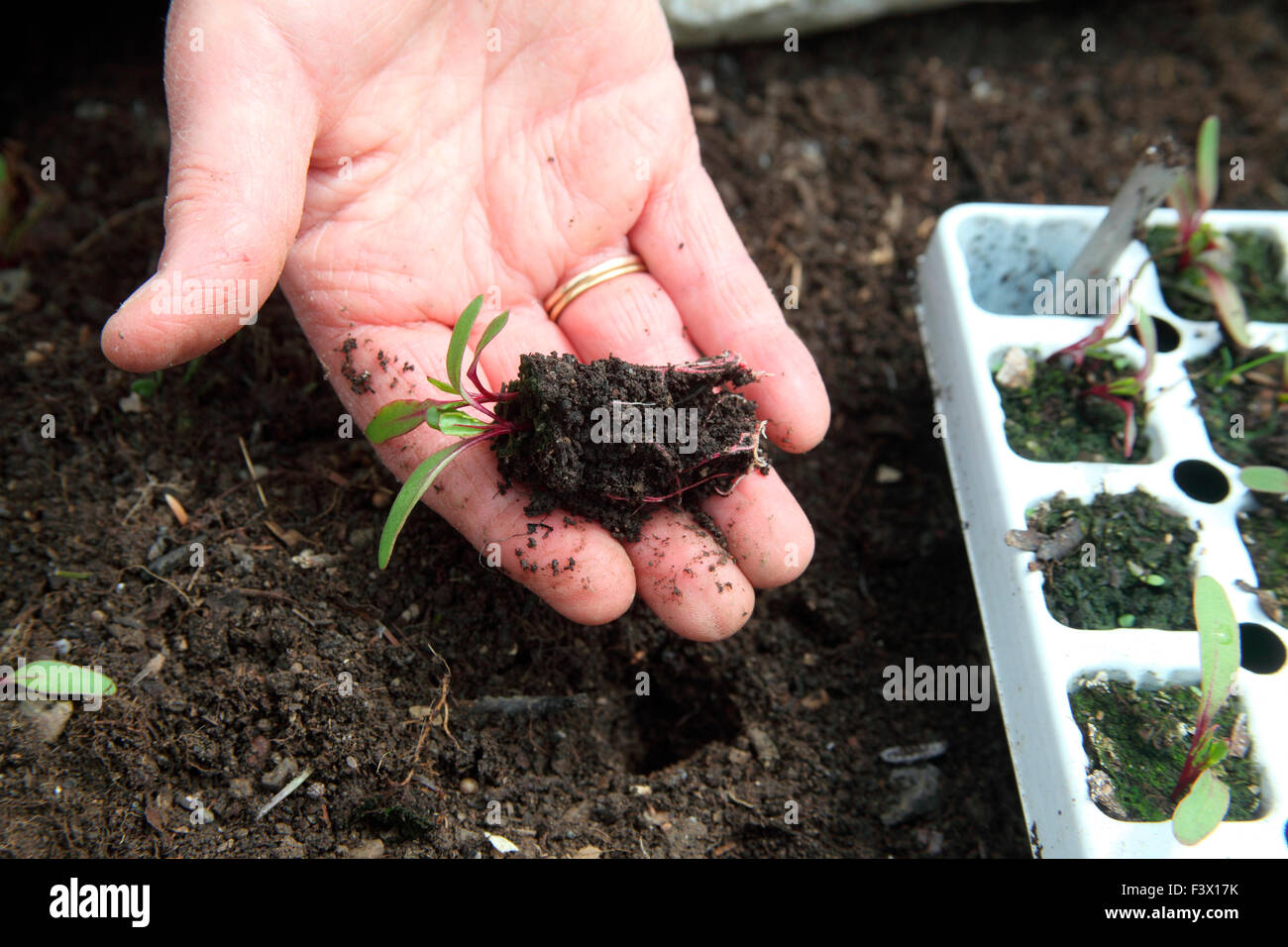 Rote Beete Sämlinge Schritt 5 Stecker Sämling bereit für Pflanzen Umpflanzen Stockfoto