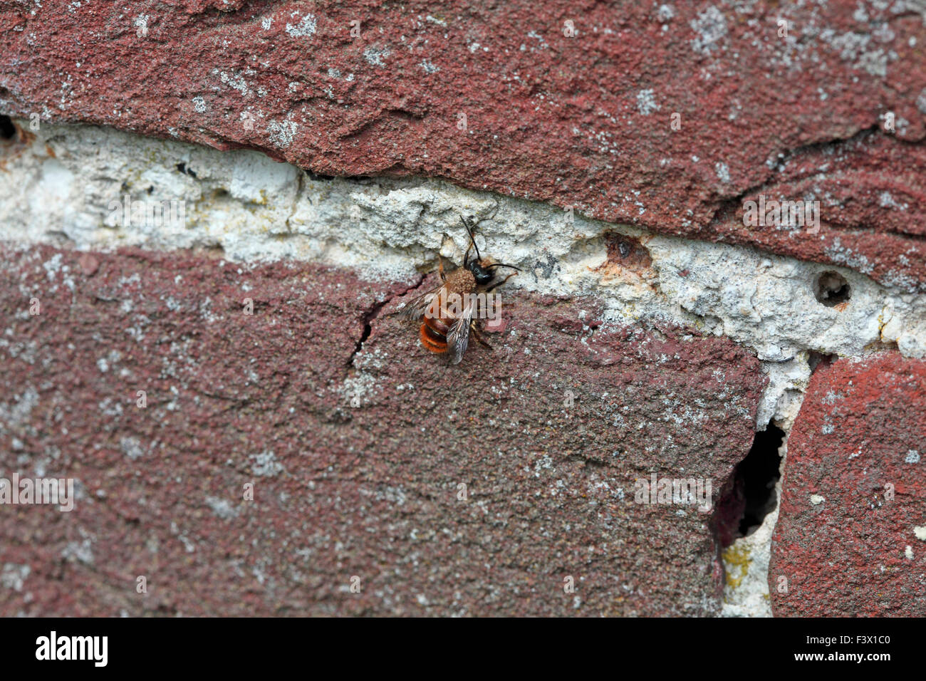 Osmia Rufa Mauerwerk Biene nähert sich Loch tragen der schweren Last der parasitäre Milben Stockfoto