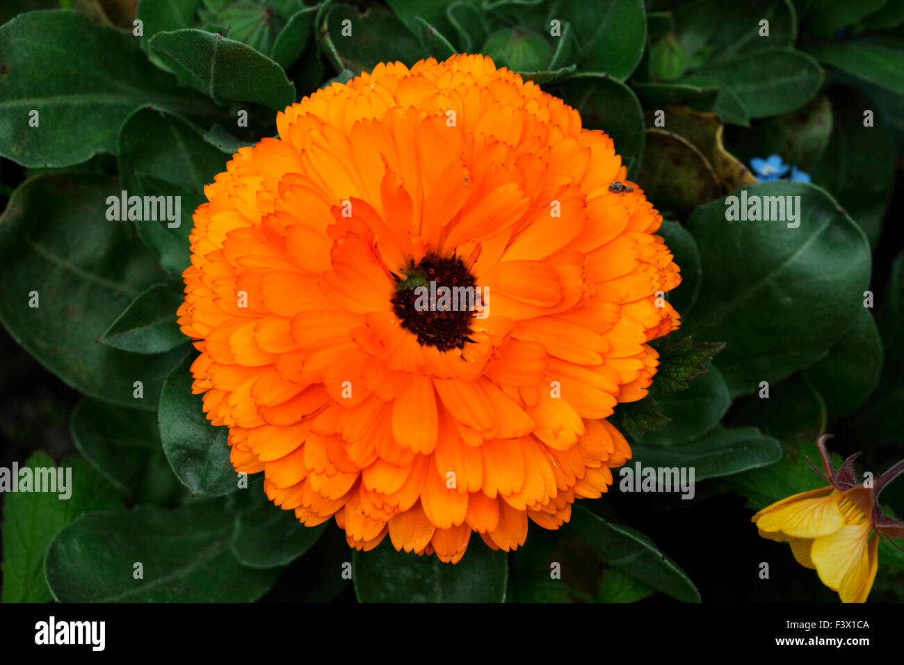 Callendula Officinalis englische Ringelblume Nahaufnahme Blume Stockfoto