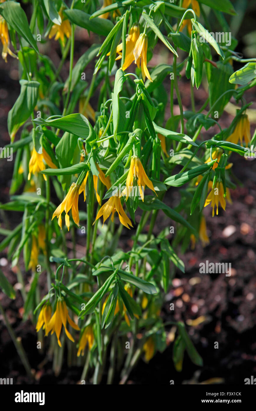Uvularia mitriformis Pflanzen in Blüte Stockfoto