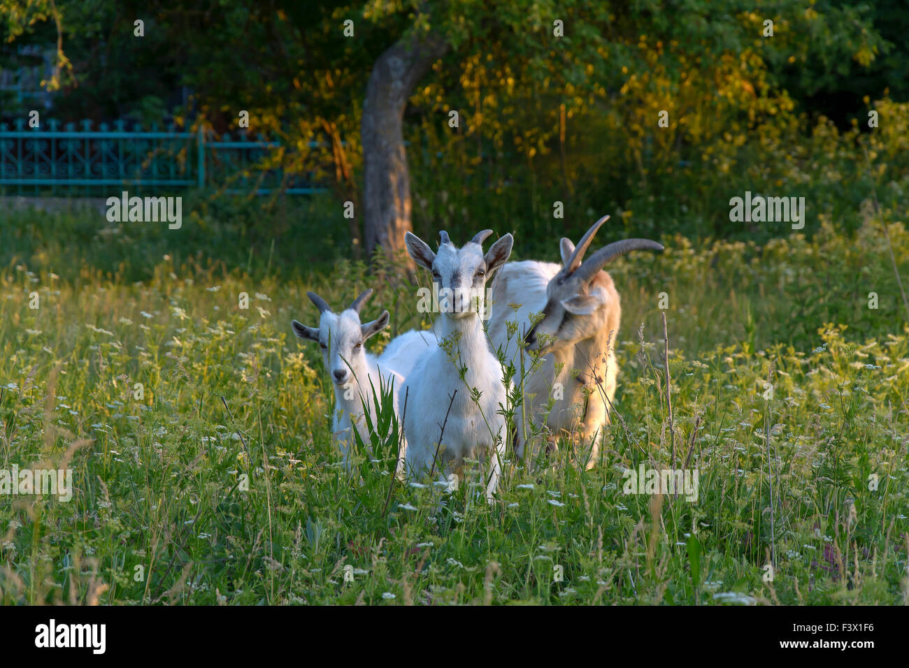 Ziege und junge Ziegen weiden auf grünen Rasen Stockfoto