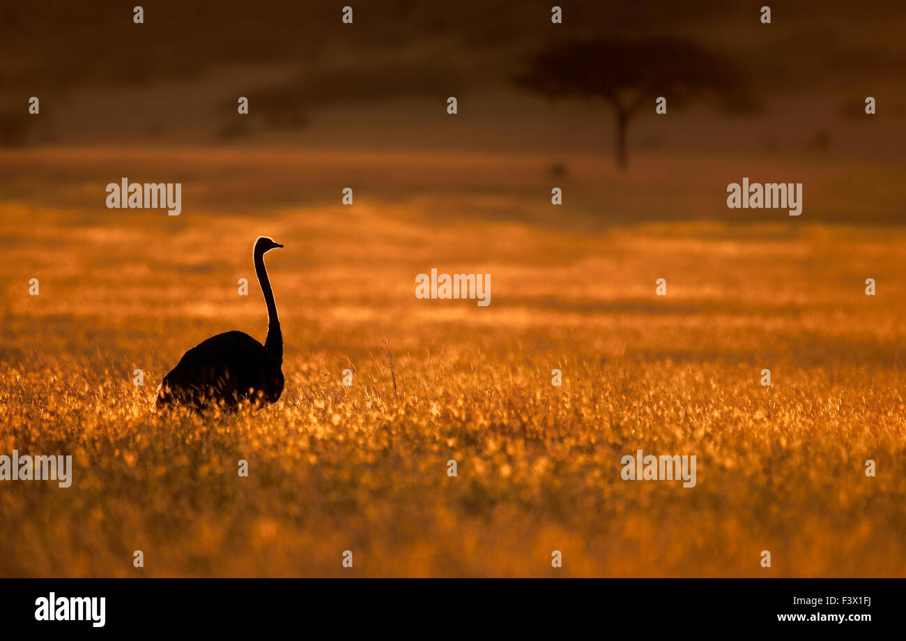 STRAUß!  GOLDENEN TROPFEN HINTER DIE LEUCHTENDE PRACHT! Stockfoto