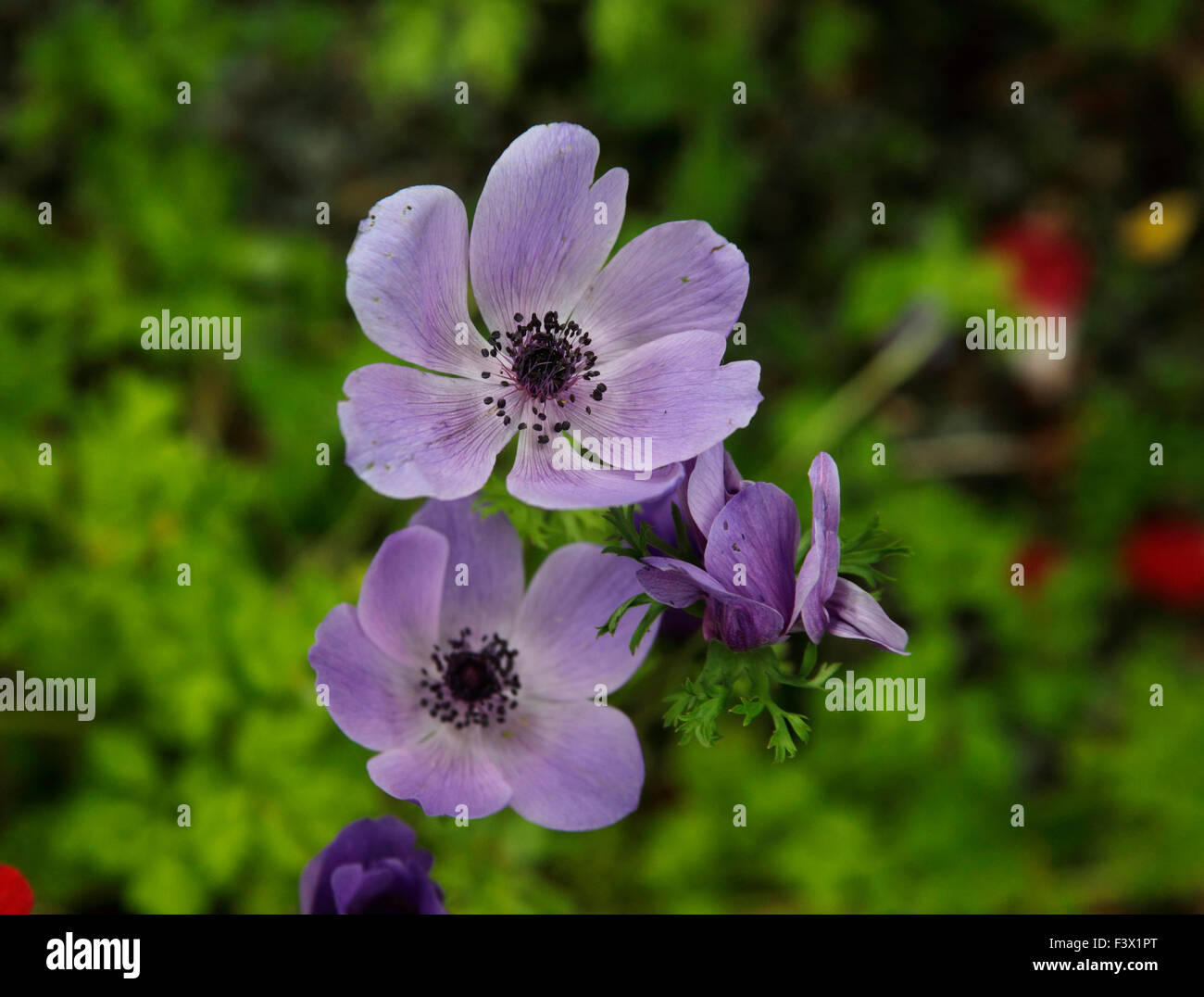 Anemone Coronaria Stockfotos und -bilder Kaufen - Alamy