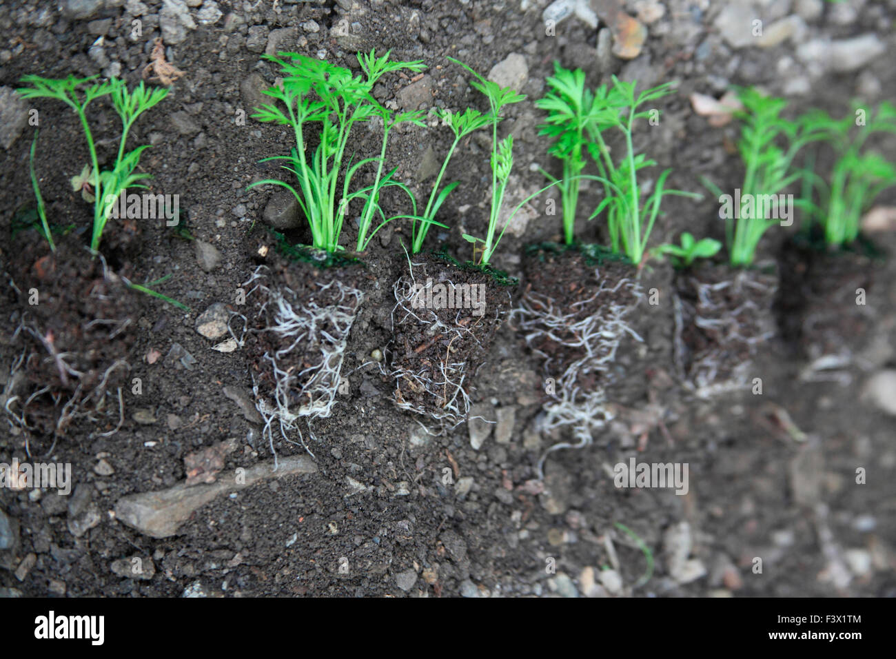 Säen in Module Karotte Sämlinge auspflanzen vorbereitet Stockfoto