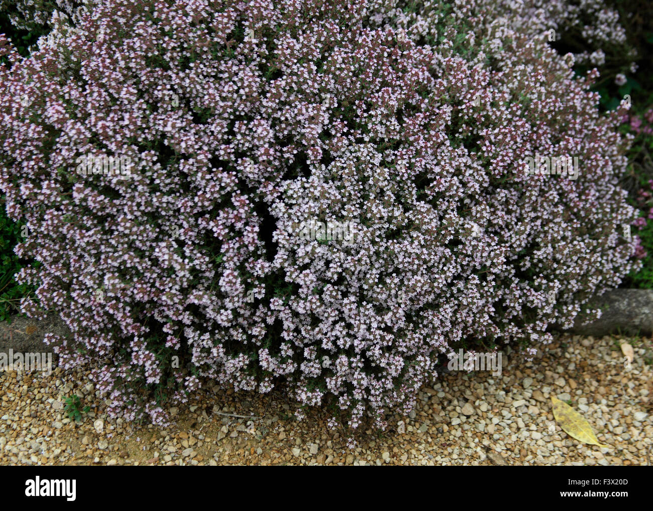 Thymus Vulgaris Thymian gemeinsame Nahaufnahme von Pflanzen Stockfoto