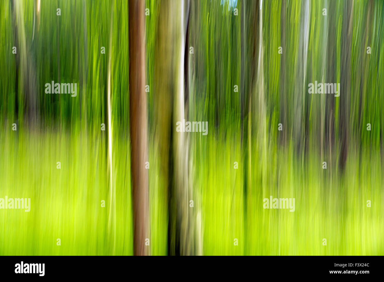 Wald-Zukunft Stockfoto