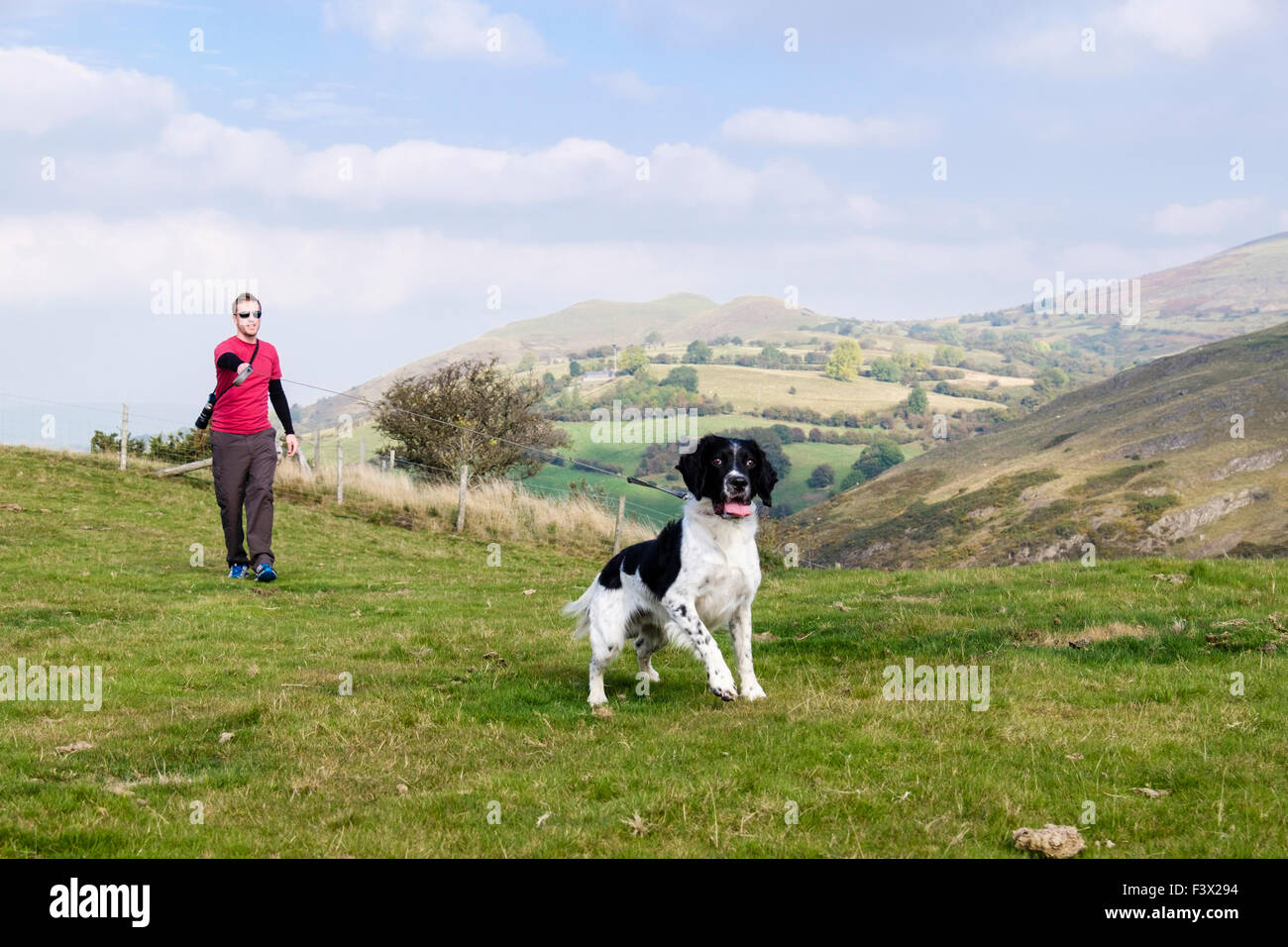 Eifriger englischer Springer-Spaniel-Hund, der an einer Führung zieht, wenn der Besitzer ihn zu einem Spaziergang auf der Landseite nimmt. Todleth Hill Churchstoke Powys Wales Großbritannien Stockfoto