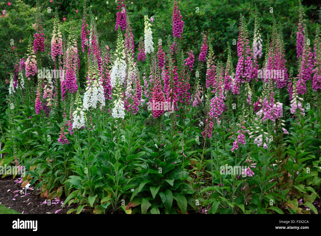 Digitalis Purpurea-Fingerhut Masse Pflanzung im Bett Stockfoto