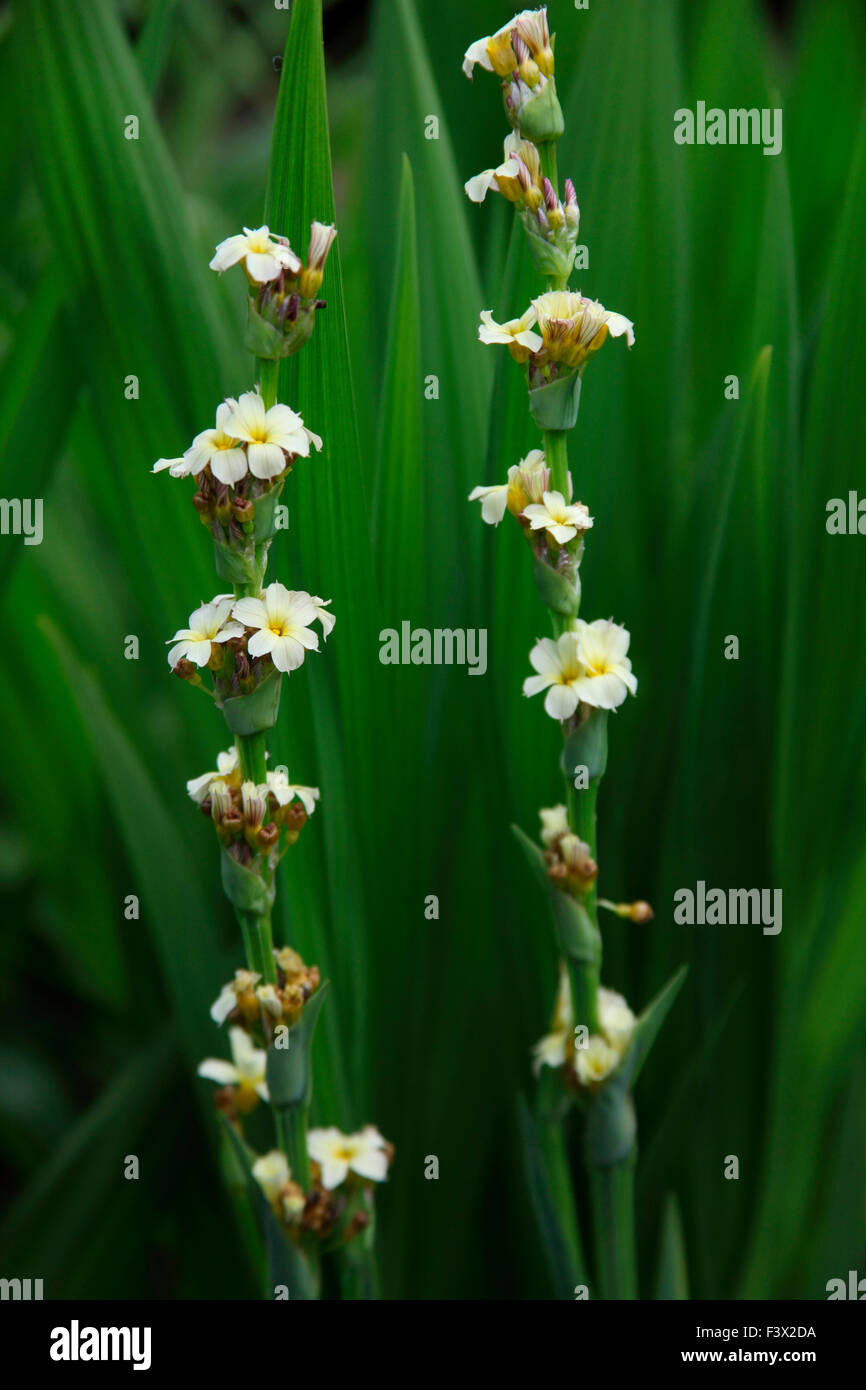 Libertia Formosa Pflanze in Blüte Stockfoto