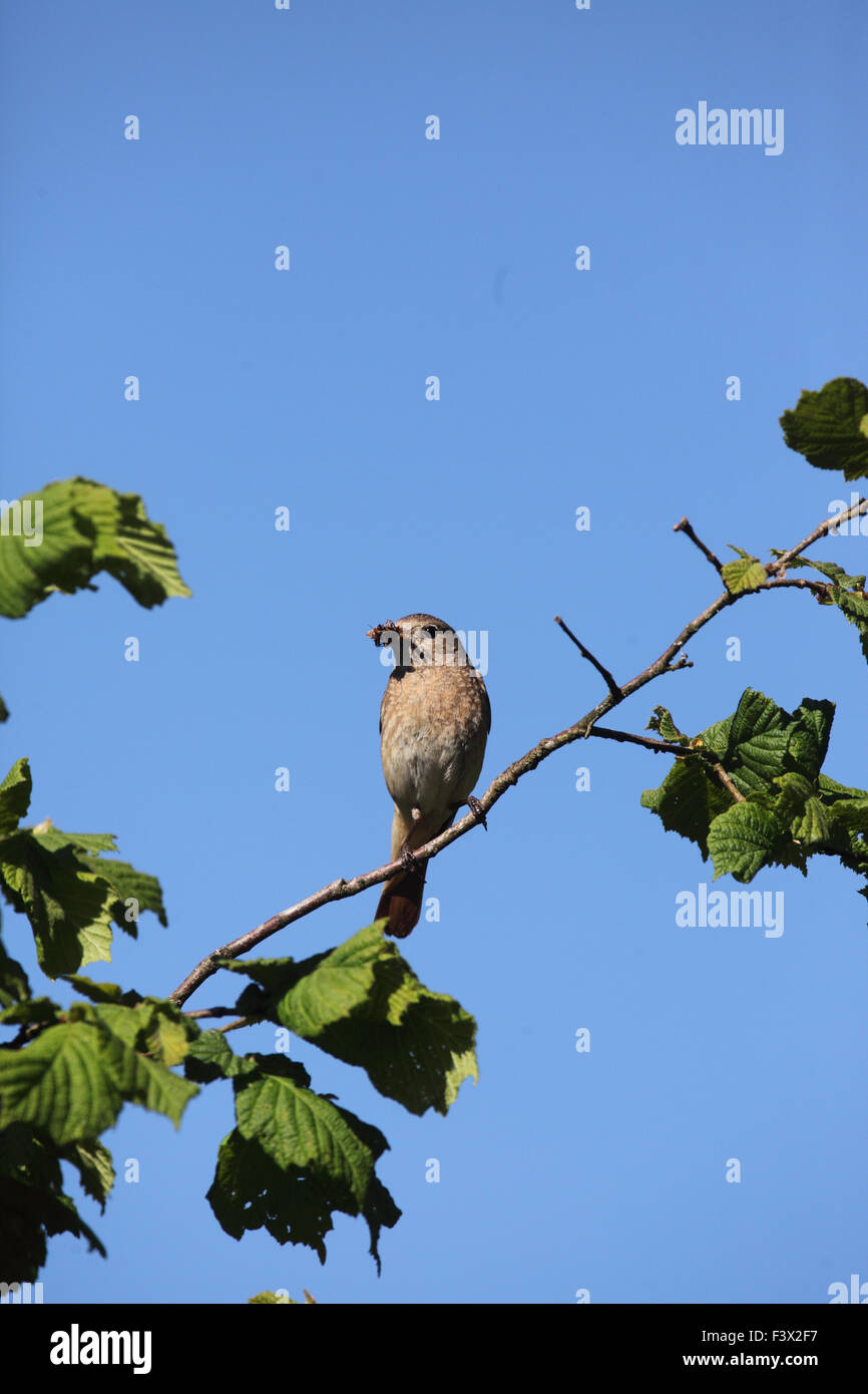 Weibchen hocken auf Hasel Zweig mit Schnabel voller fliegen vor dem Hintergrund des blauen Himmels. Carmarthenshire Juni 2015 Stockfoto