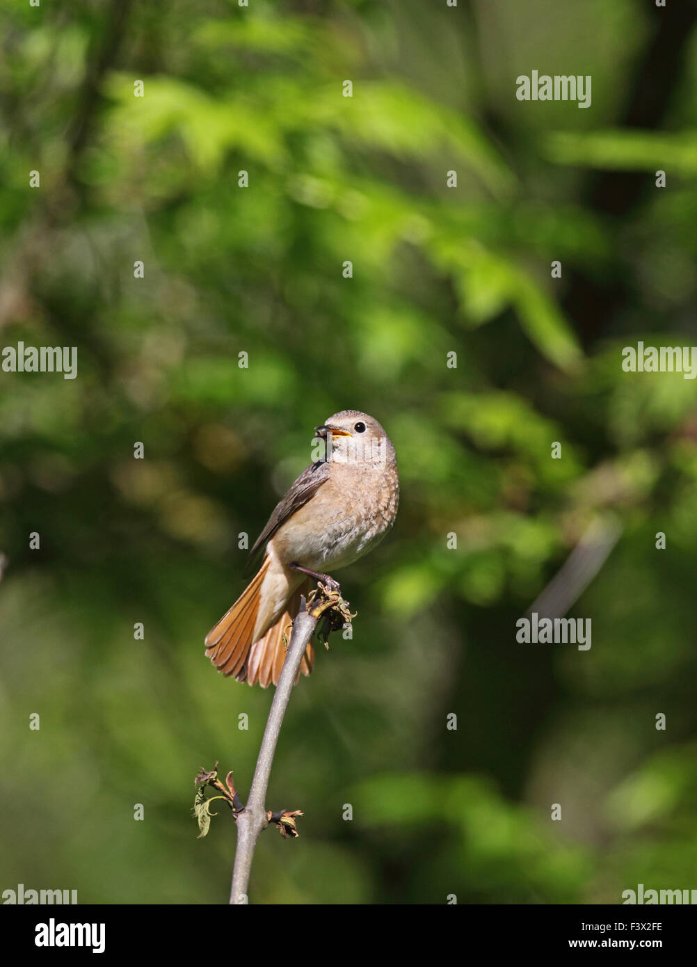 weibliche hocken auf Asche Zweig mit Schweif aufgefächert Carmarthenshire Juni 2015 Stockfoto