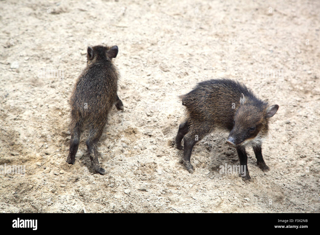 Wildschweine Stockfoto