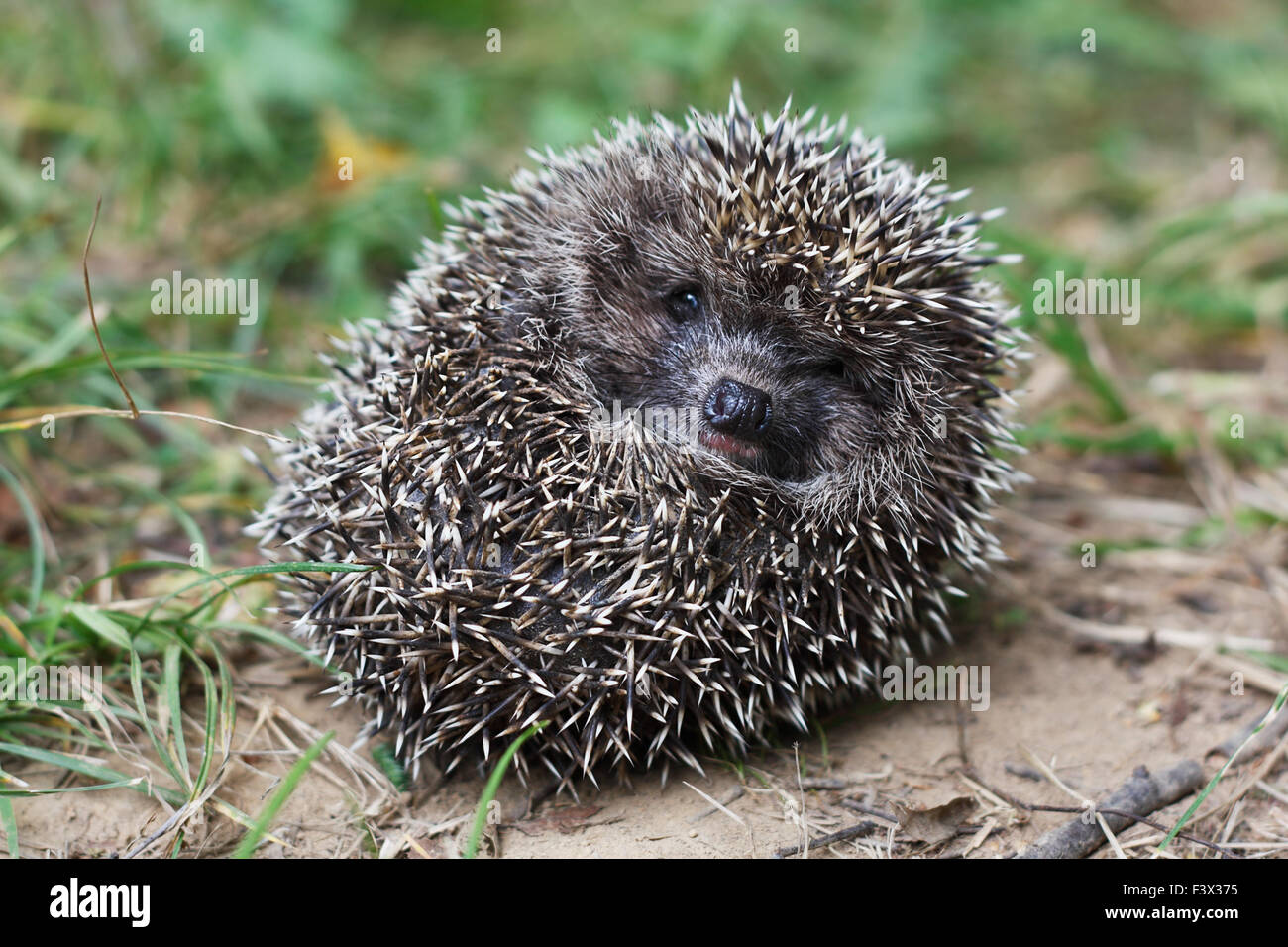 Erschrocken Igel Stockfoto